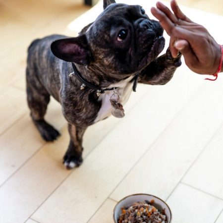 Cachorro com vasilha de alimentação
